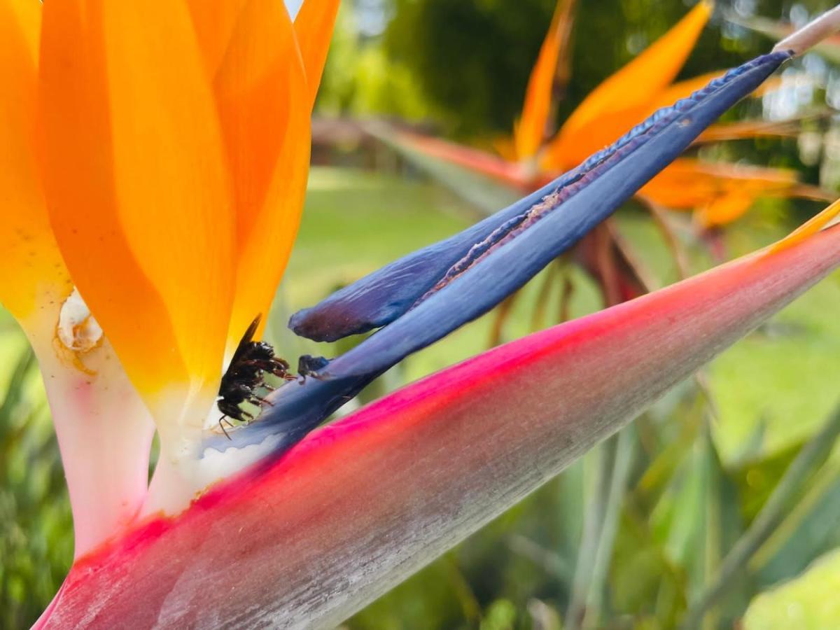 Jardin De Primavera Apartamentos Dış mekan fotoğraf