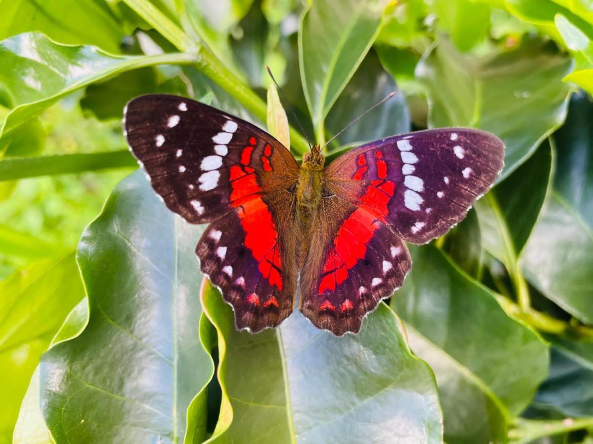 Jardin De Primavera Apartamentos Dış mekan fotoğraf